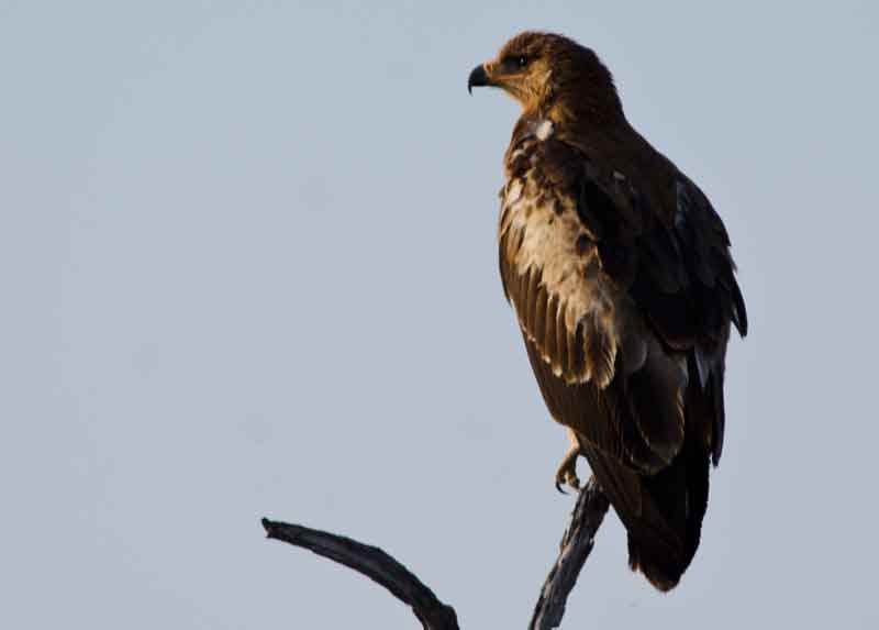 Águila African Harrier-Hawk - parque nacional de Etosha - Namibia 2